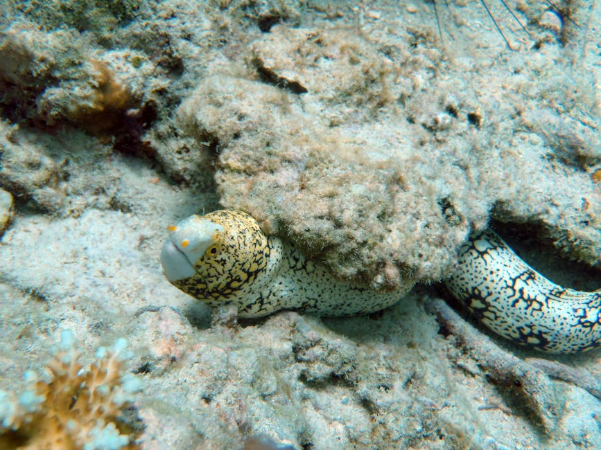 A close-up underwater image showing a spotted moray eel partially emerging from a rocky crevice on the sea floor, surrounded by sandy substrate and coral fragments. The eel's elongated body features a pattern of black spots on a white background, with a rounded head and small eyes visible. The scene is illuminated by natural light filtering through the water, highlighting the textures of the coral and rocks, and the eel's smooth, slimy skin. This image depicts the natural habitat of marine life, relevant to a home relocation or packing and moving process involving marine or outdoor-themed elements, but the image itself focuses solely on the eel and its environment.